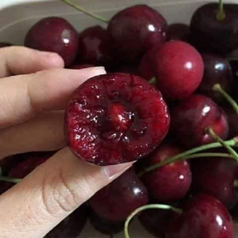 Cây giống cherry nam mỹ