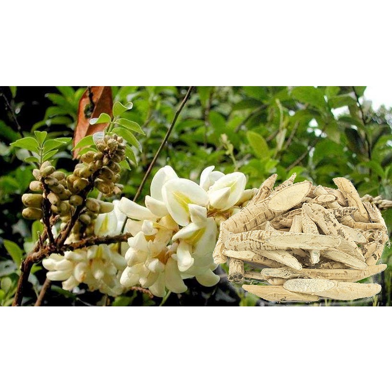 bầu cây giống cây cát sâm (Cây Sâm Nam)