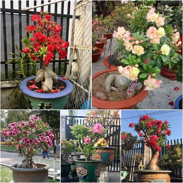 Hạt giống hoa Sứ Thái F1 - Gói 5 hạt