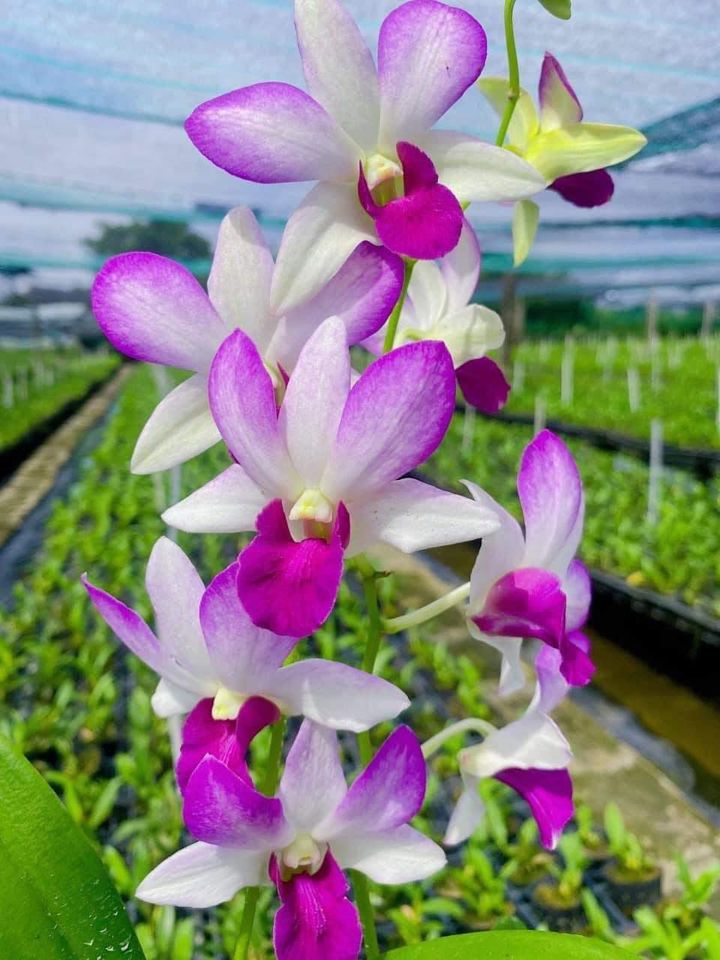 Denro pink salaya đang nụ chơi tết 2024
