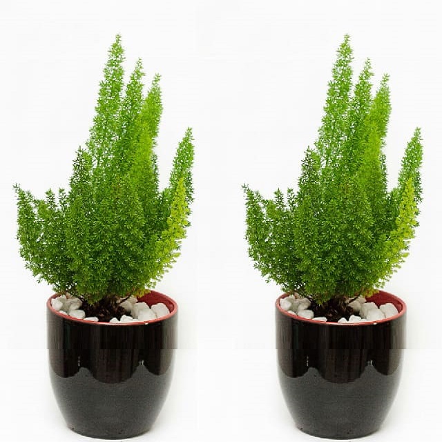 Chậu Cây Trúc Đuôi Chồn Mini