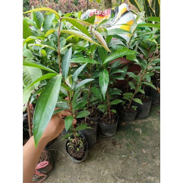 Cây mận lý ( cao trên 40cm )