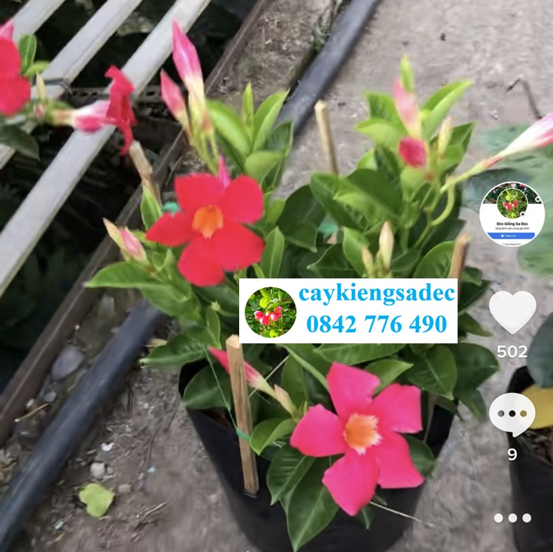 caykiengsadec - Cây trang đài + tặng phân bón cho cây mau lớn - hoa kiểng lá - cây phong thủy trang trí nội ngoại thất cảnh quan sân vườn ngoài trời