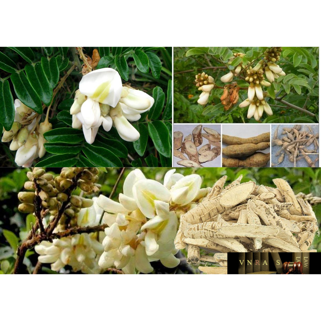bầu cây giống cây cát sâm (Cây Sâm Nam)