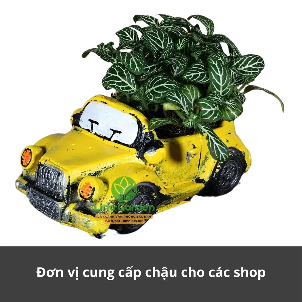 chậu trồng cây hình ô tô con [ tặng kèm đất trồng cây ]