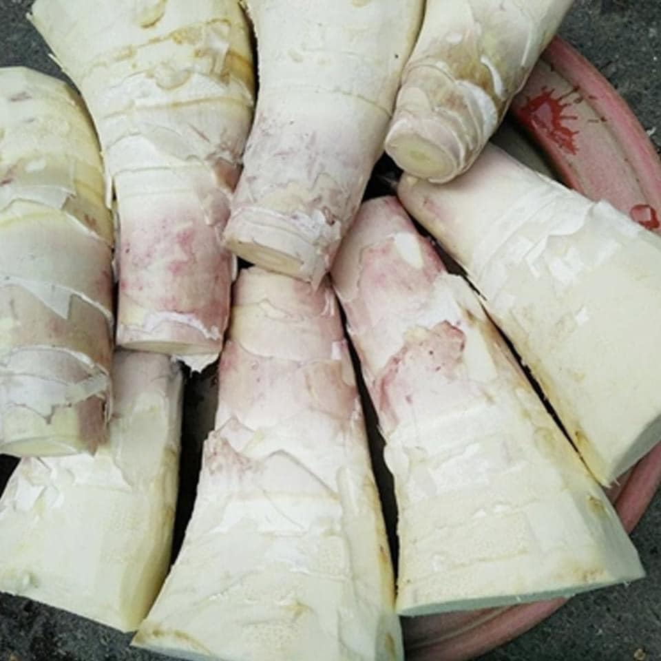 cây giống măng bát độ