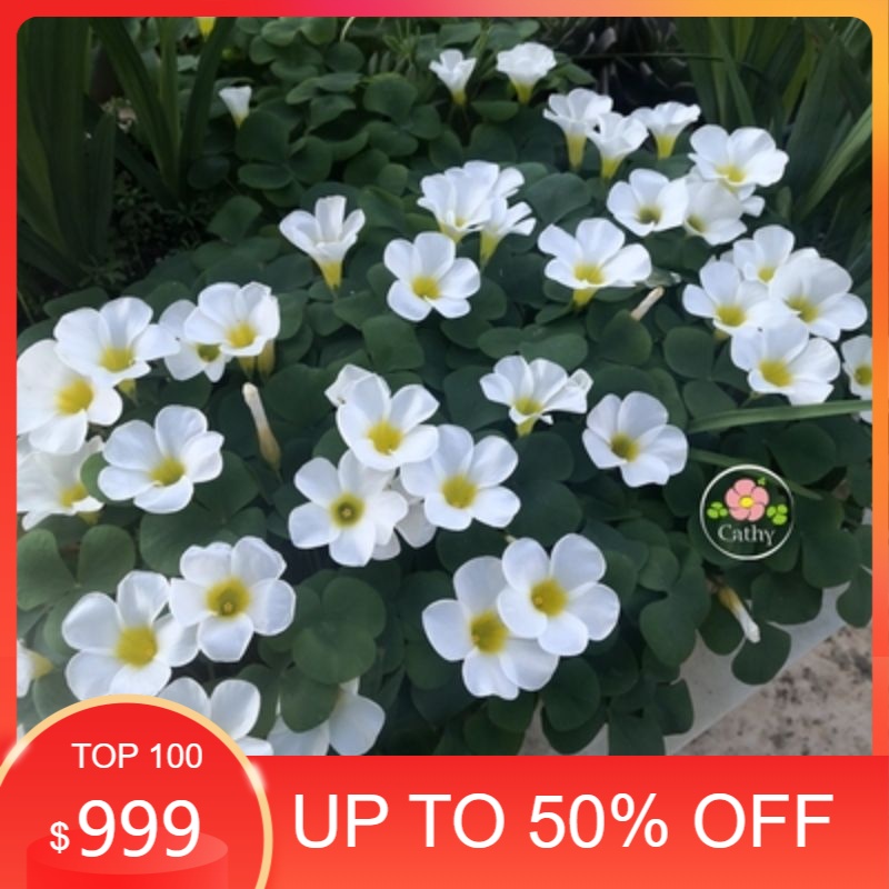 Củ hoa oxalis dòng purpurea
