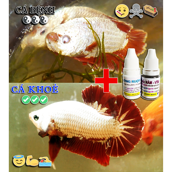 Thùng Ép Cá Betta Guppy  - Xô Kem Tròn Có Nắp