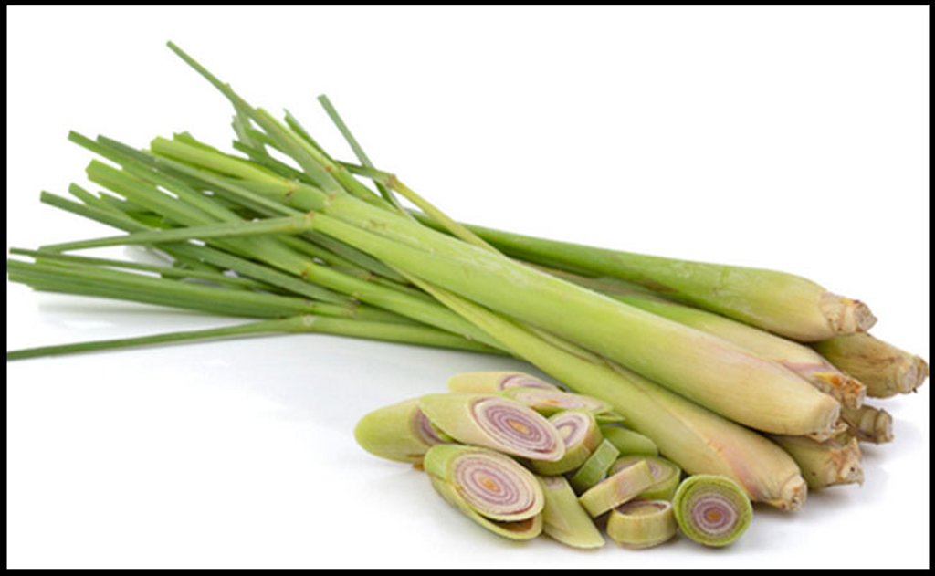 Củ sả cắt lát sấy khô gói 100g thơm ngon