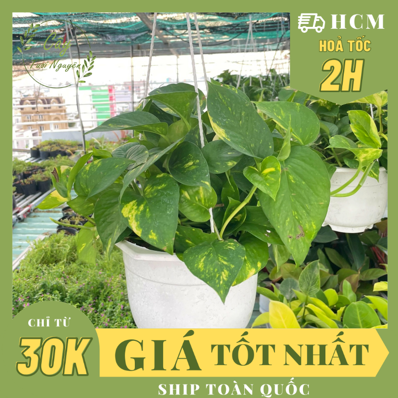 Cây trầu bà giỏ treo size lớn,, cây phong thủy hút tài lộc để bàn mini giá rẻ, lọc không khí, cây tươi nguyên ctn0940