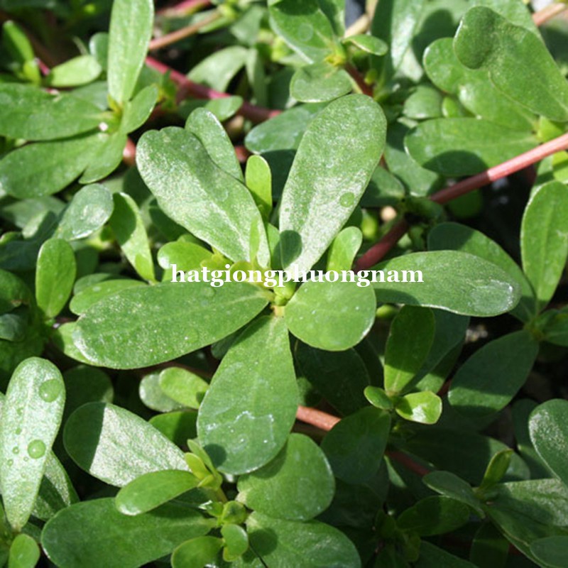 1GR - HẠT GIỐNG RAU SAM