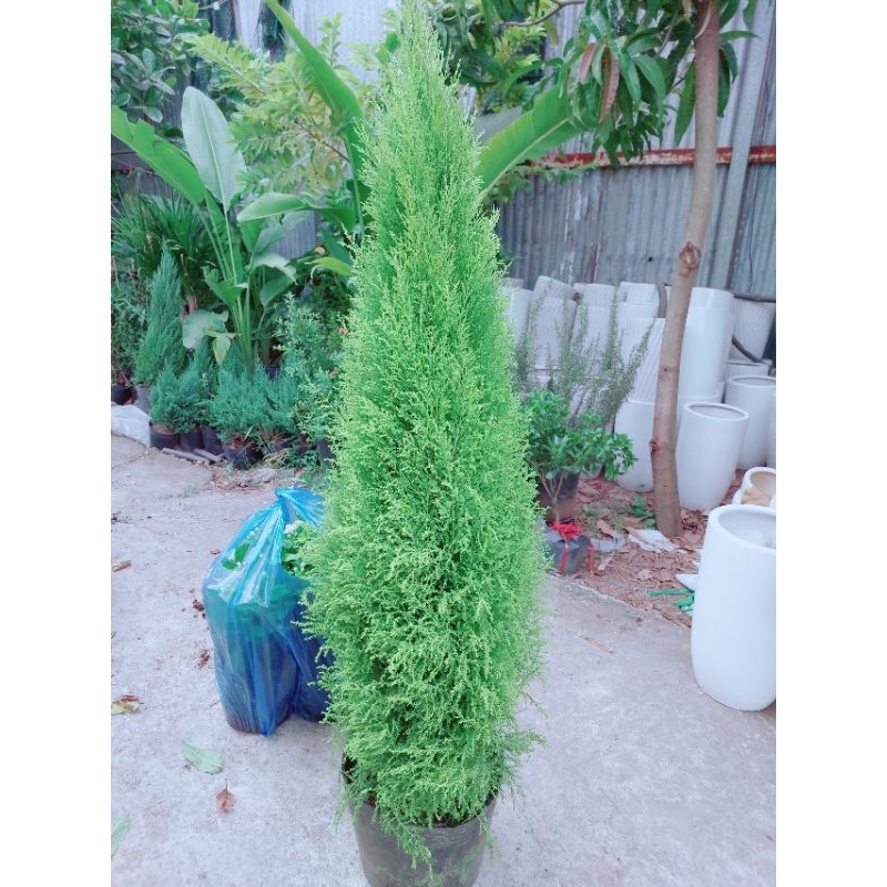 Cây Tùng Thơm Lớn Trên 1m