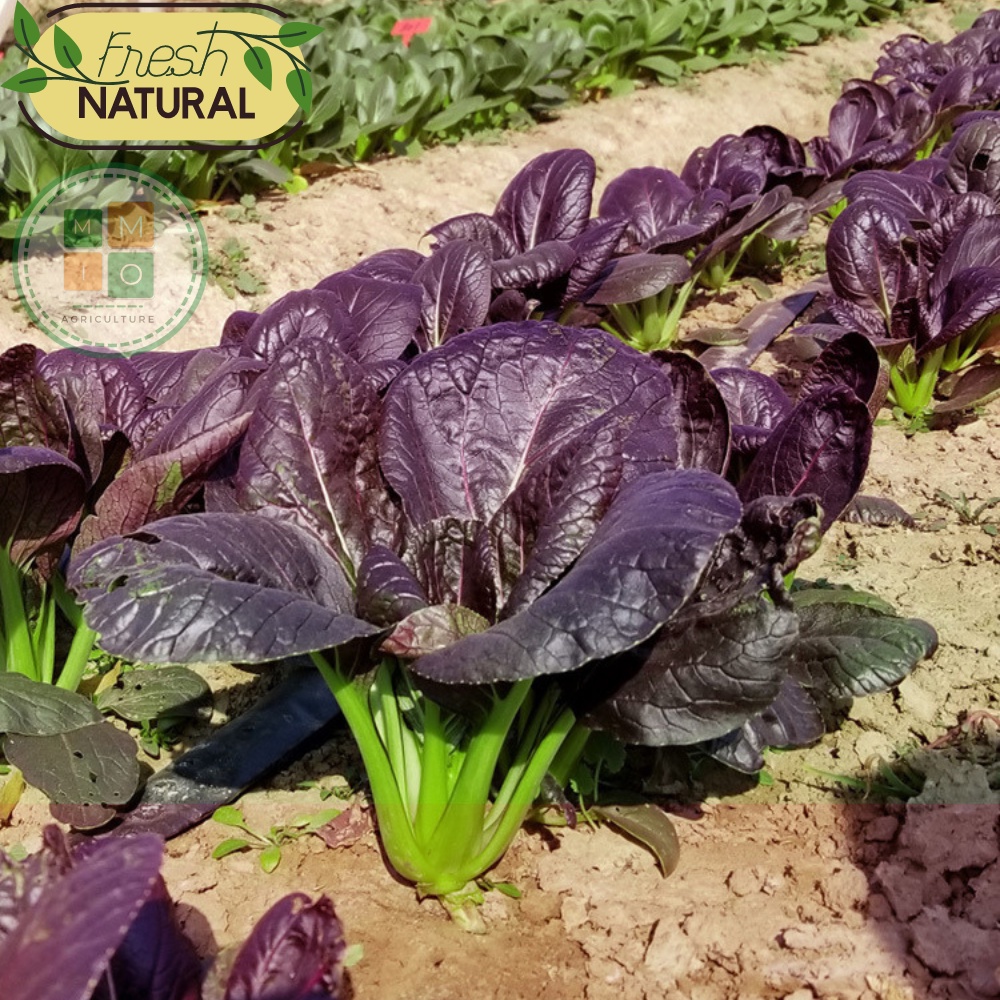 Hạt giống rau cải thìa tím (Purple Pakchoi) chịu nhiệt