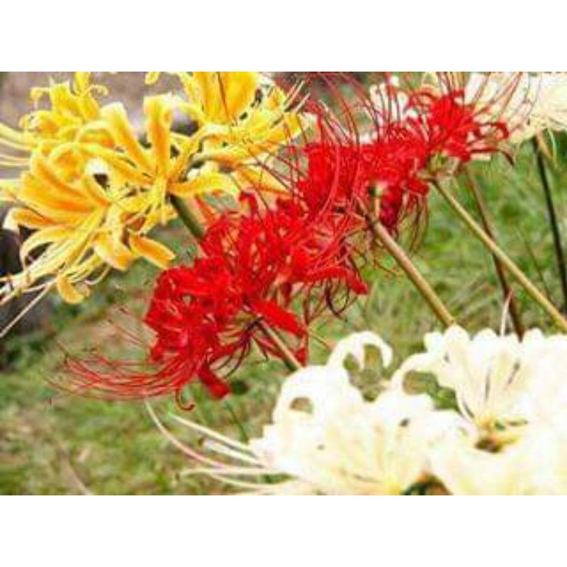 Củ hoa bỉ ngạn - Giống Hoa Cảnh Nhập Khẩu