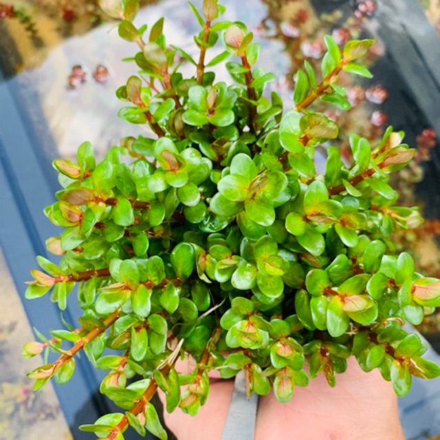 cây thủy sinh vảy ốc đỏ Ấn Độ - bầu cây giống