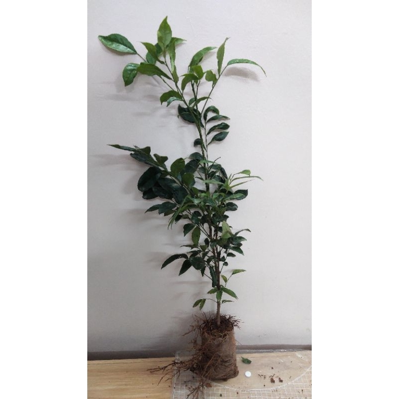 Cây giống móc mật (mắc mật), cao 50-60cm