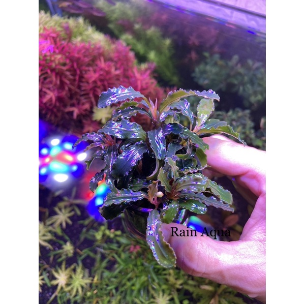 Bucep - Cây Thủy Sinh Giá Thể . Rain Aqua