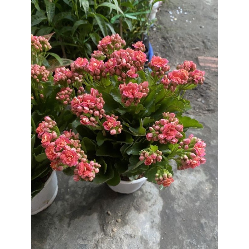 Hoa Sống Đời Thái(đỏ,hồng,cam,vàng)