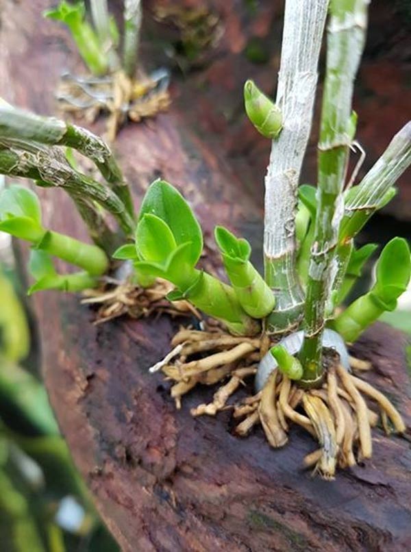 Phân đạm cá nước ngọt hữu cơ (1 lít)