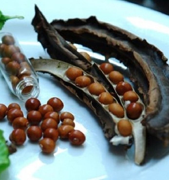 Hạt Giống Đậu rồng Wing bean 666F1 ( 20gr - 60 hạt )