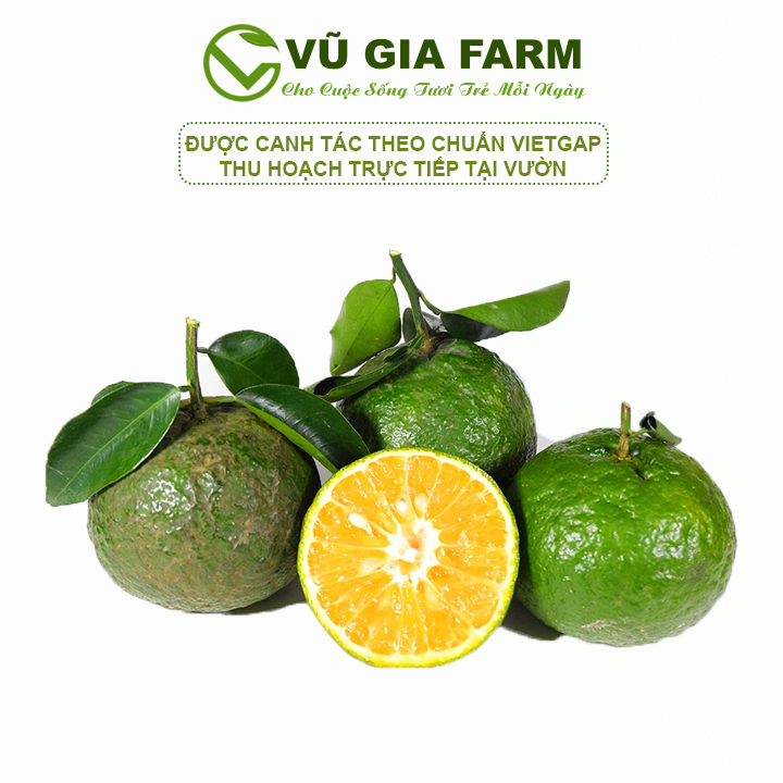 [HCM] Cam Sành Vắt Nước – tươi ngon, mọng nước, hương vị đặc trưng