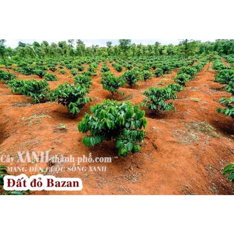 Đất Đỏ BAZAN Chính Gốc TÂY NGUYÊN ( 1Kg)