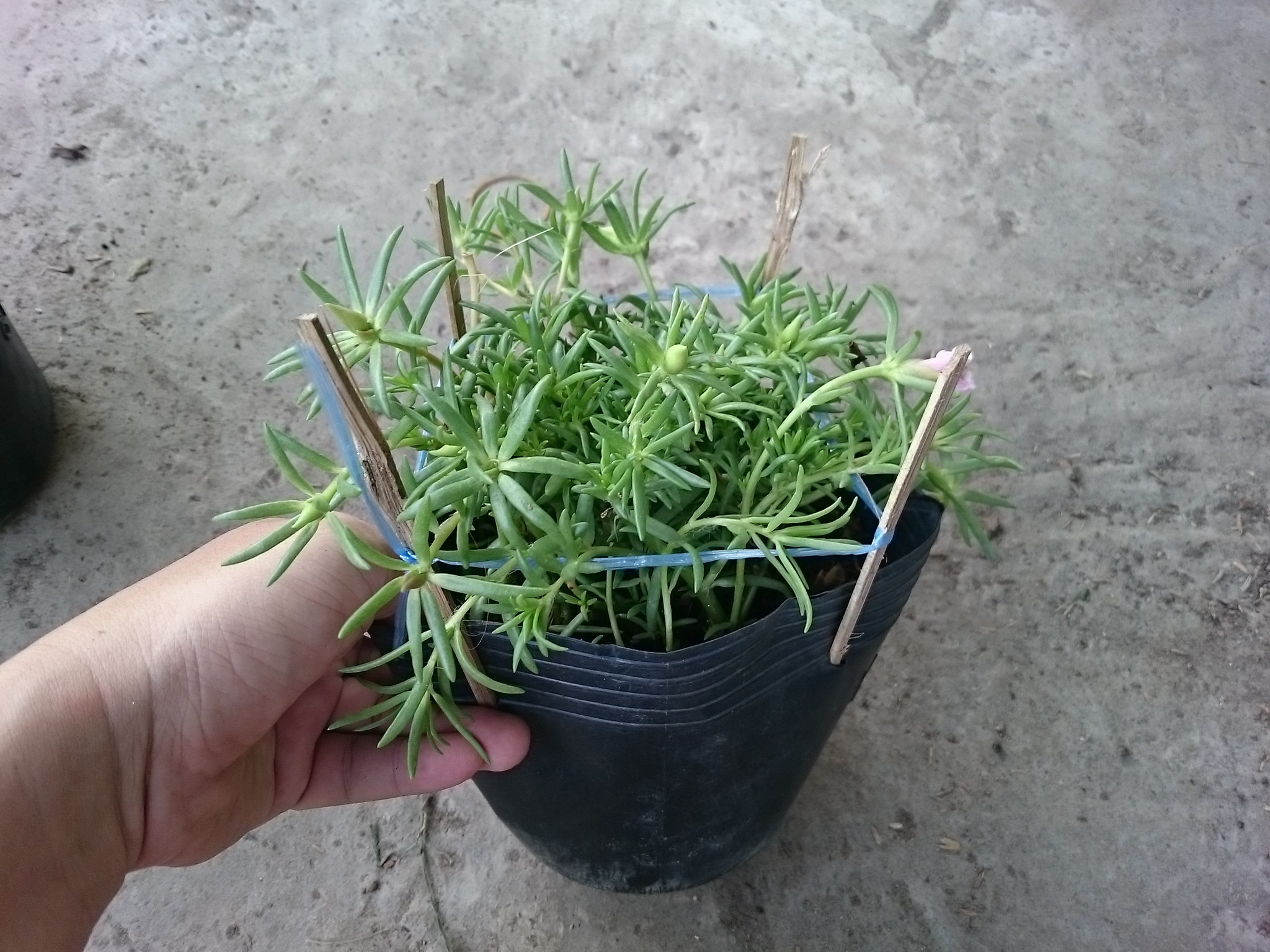 Cây Hoa Mười Giờ Mỹ - cây cảnh sân vườn