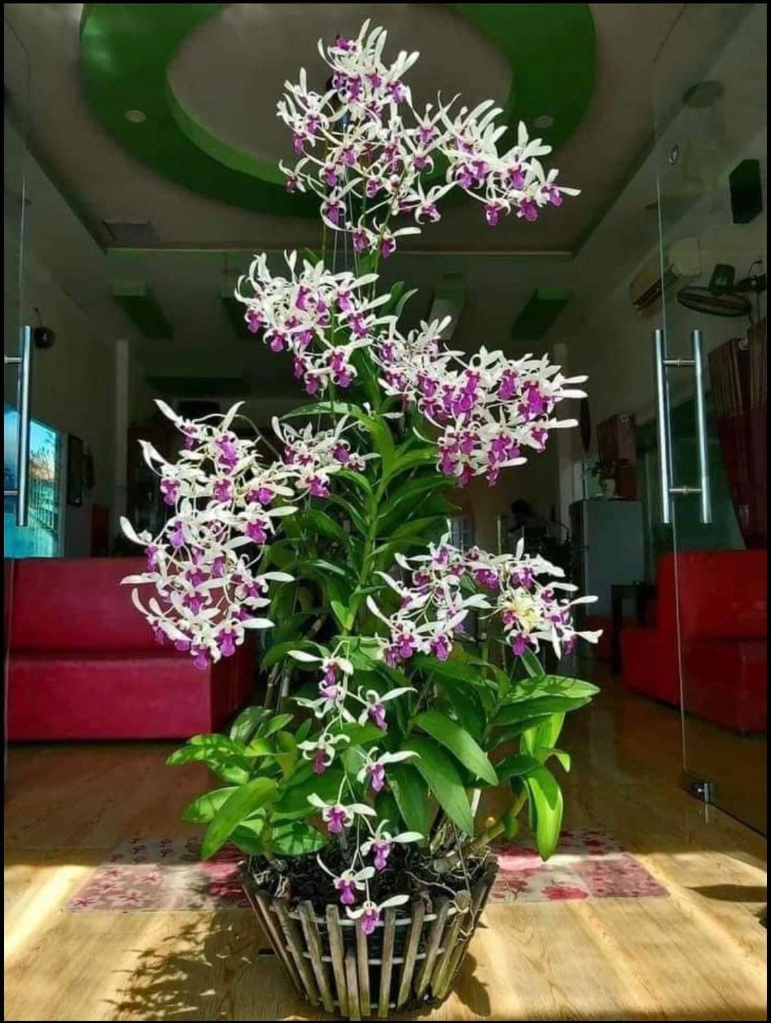 HOA LAN BÀ LIỄU XƯA