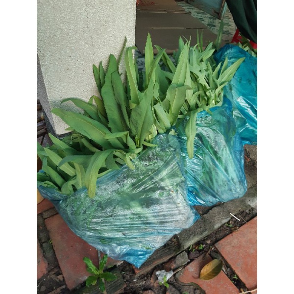 Hạt giống Bồ công anh VN(MUA 2 TẶNG 1)