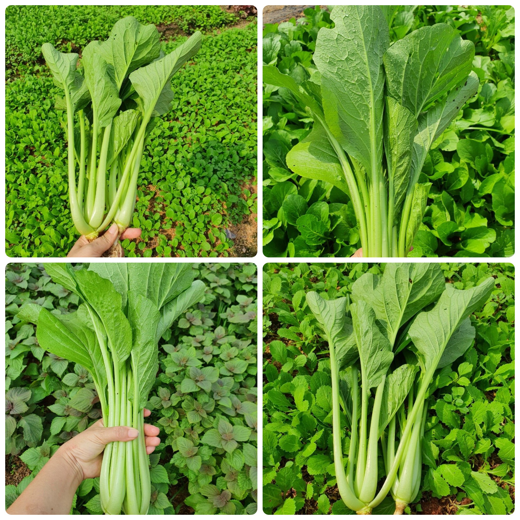 Hạt giống Cải ngọt gói 50gr