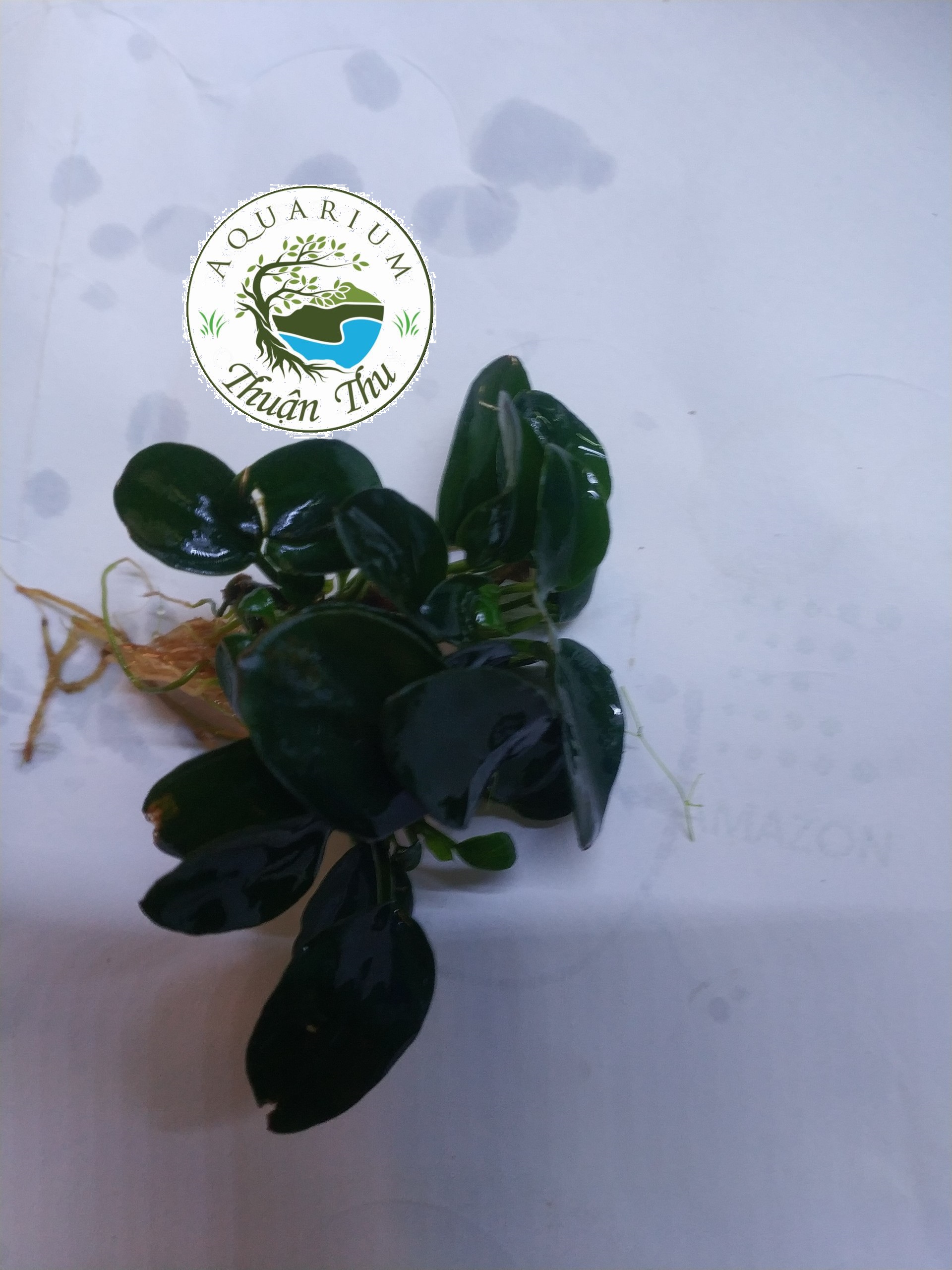 Cây thủy sinh Ráy Nana Petite Nhật (Anubias nana Japan)