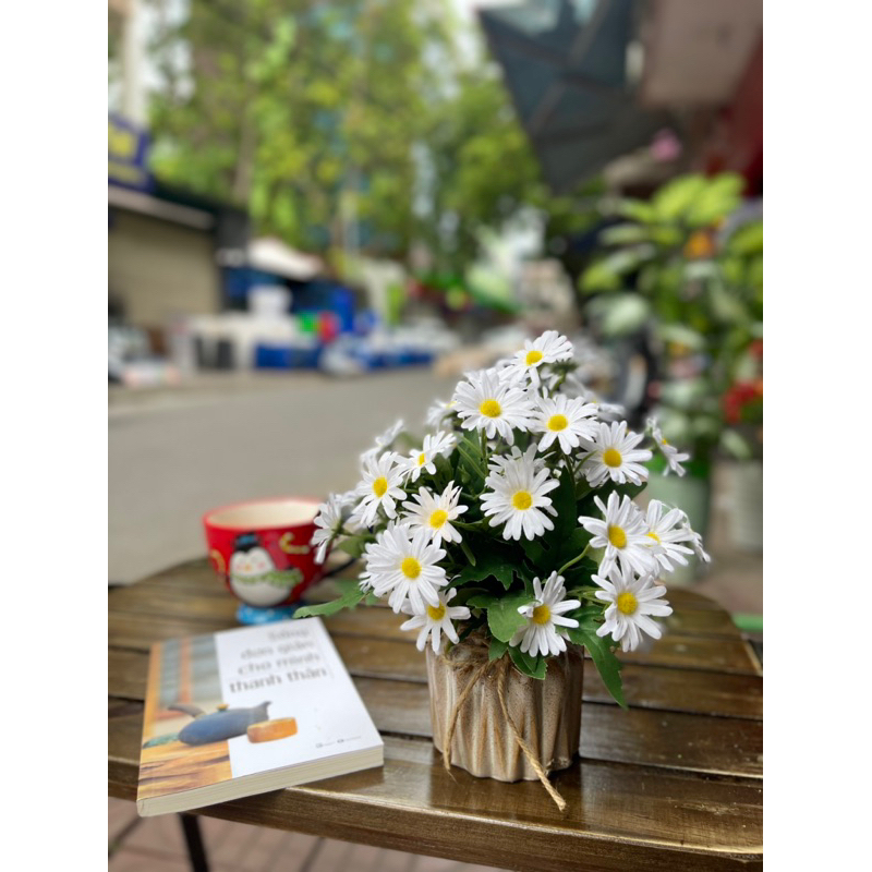 Chậu Cúc mini ( có sẵn chậu)