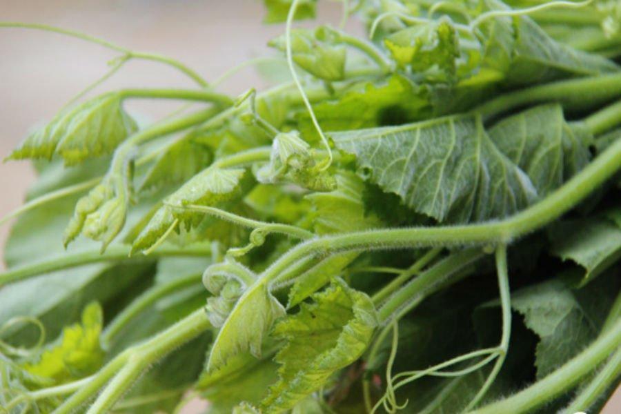 Hạt giống bí ngọn (giống bí siêu ngọn, nhiều ngọn, mập)