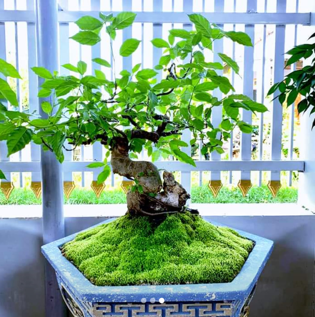 Rêu tươi dùng làm tiểu cảnh, terrarium