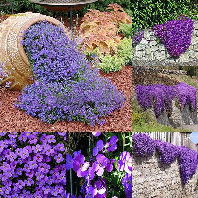 Ti-M 220Pcs Aubrieta Deltoidea Seeds Romantic Purple Mustard Garden Flower Seed