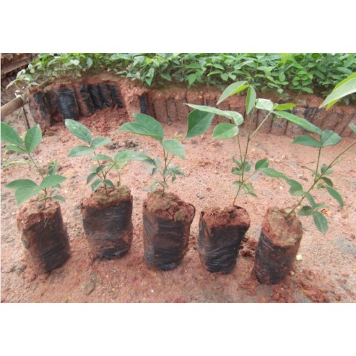 bầu cây giống cây cát sâm (Cây Sâm Nam)