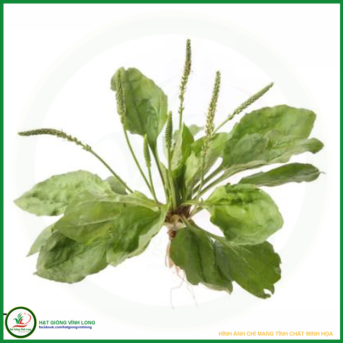 Hạt giống rau Mã đề RD 359 - 1g