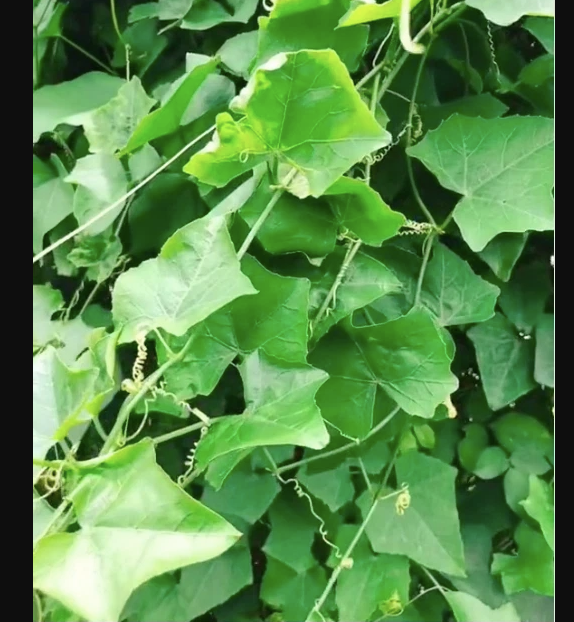 Hạt giống Cây Bình Bát Dây - gói 20 hạt