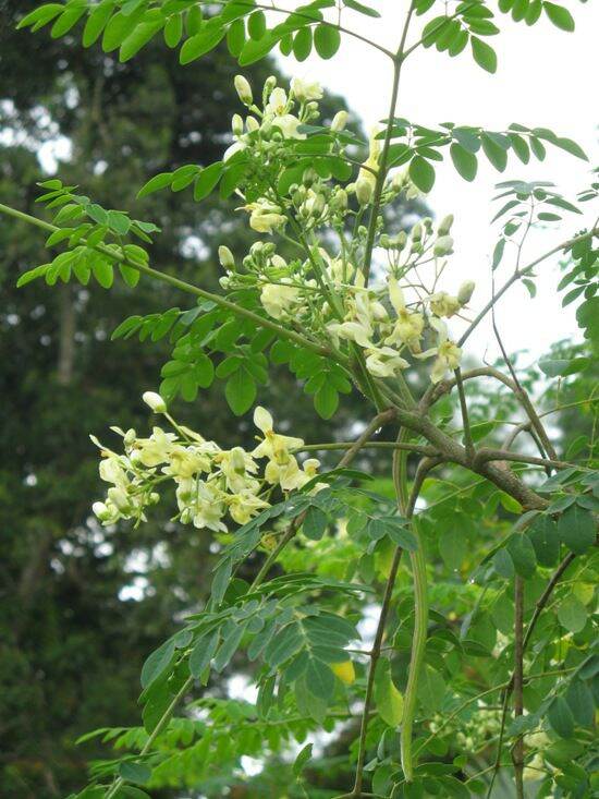 Hạt giống chùm ngây