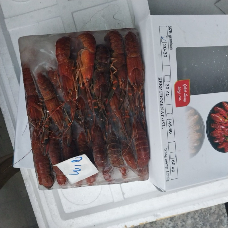 Tôm hùm đất hộp 1kg size 20-30 con (giao 2h hcm)