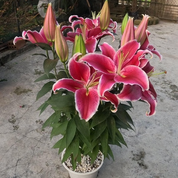 Củ ly kép, ly cao thơm Hà Lan (tặng kèm phân)