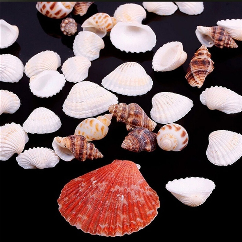 100g Beach Mixed SeaShells Mix Sea Shells Shell Craft SeaShells Aquarium Decor. 