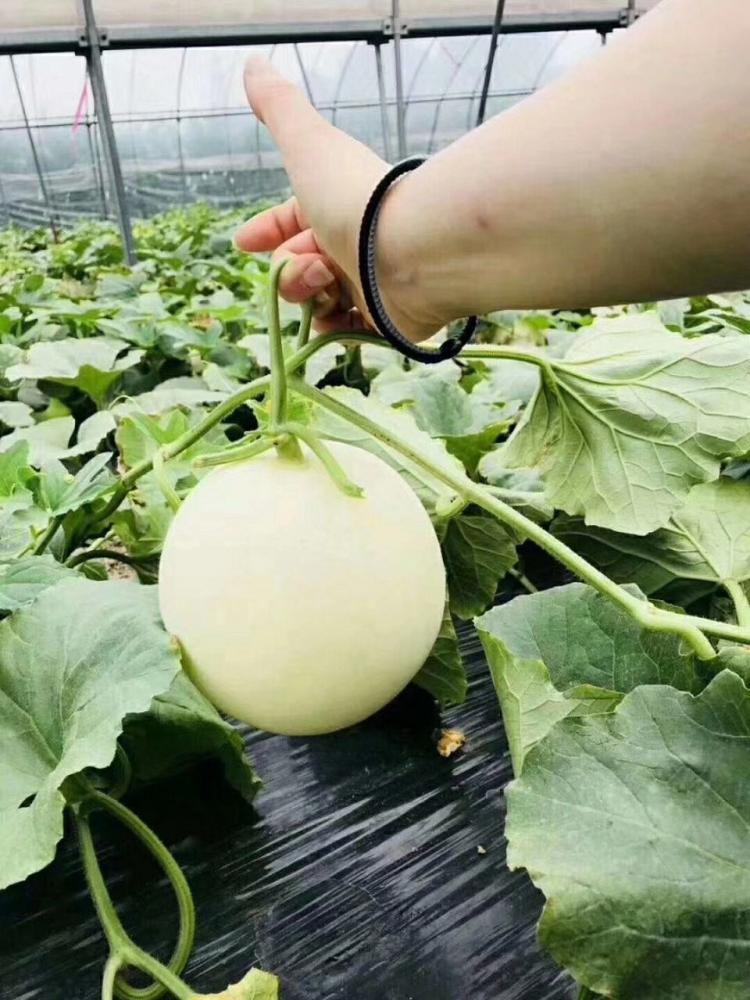 Hạt giống dưa lê cẩm ngọc ruột cam Thái Lan