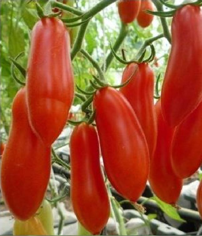 Hạt giống cà chua ngón tay đỏ KS - Gói 30 hạt