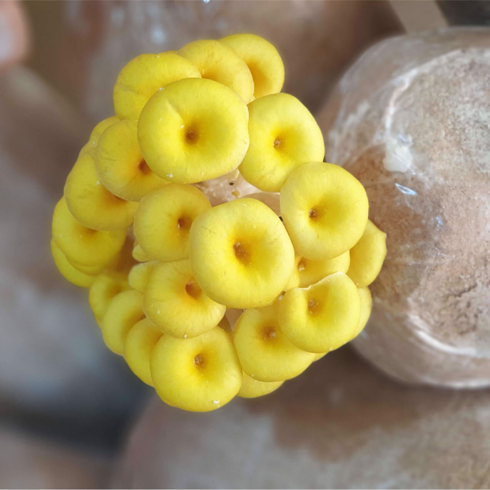 5 PHÔI NẤM HOÀNG KIM