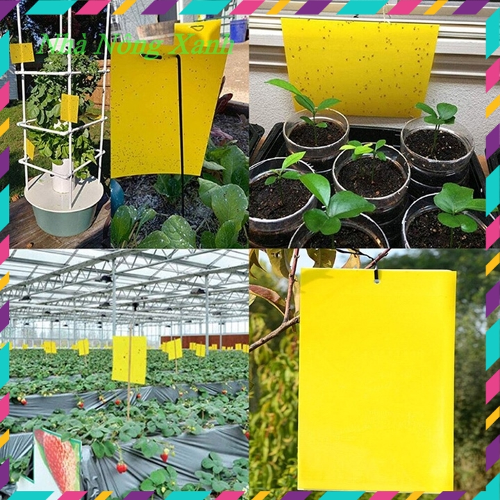 Miếng bẫy ruồi vàng, côn trùng, 2 mặt siêu dính, set 20/50 miếng