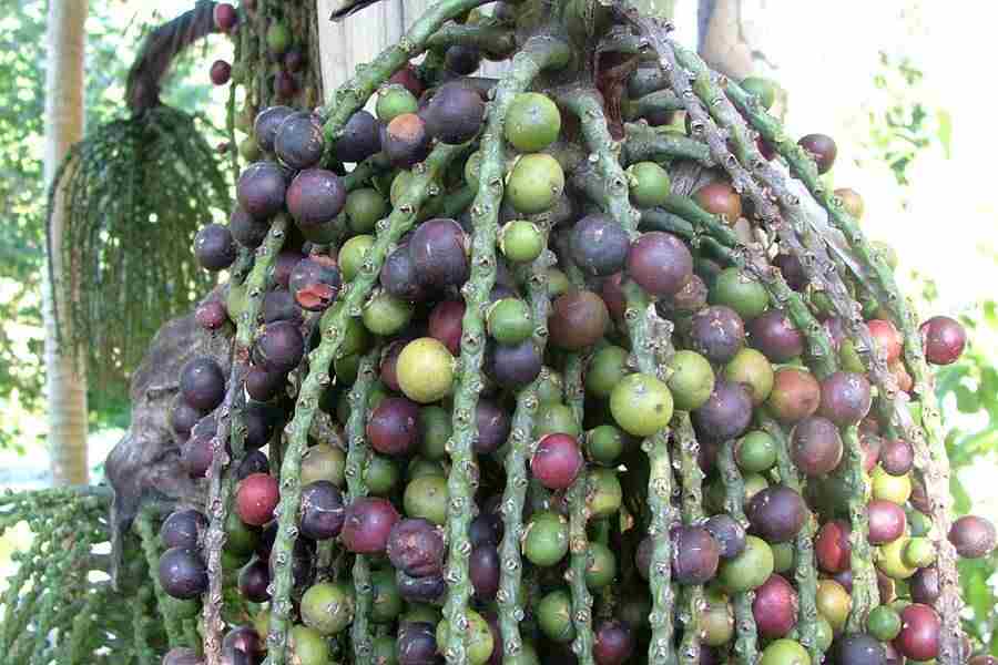 Trái đủng đỉnh phơi khô 1 ký