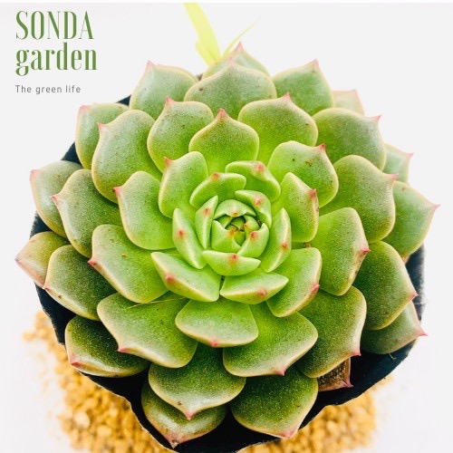 SEN ĐÁ RUBY LÁ NGẮN SIZE BÉ SIÊU KHỎE ĐẸP LỖI 1 ĐỔI 1