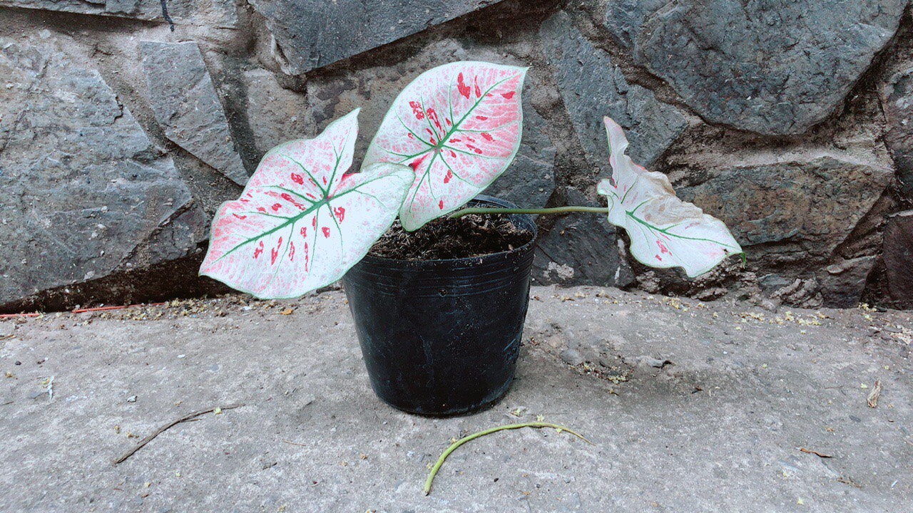 Cây Môn Trắng Kiểng