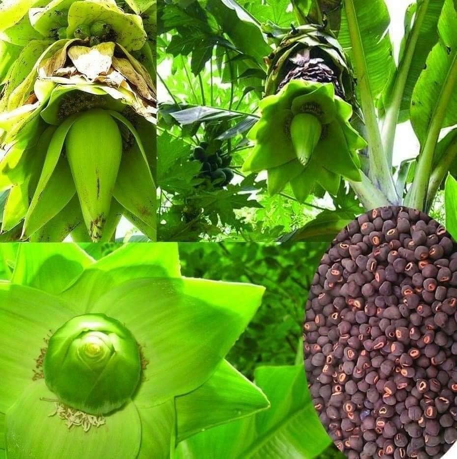 Hạt giống cây chuối cô đơn chuối cô đơn) - gói 50 hạt